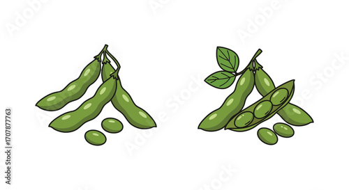 fresh green edamame pods and loose beans illustrated