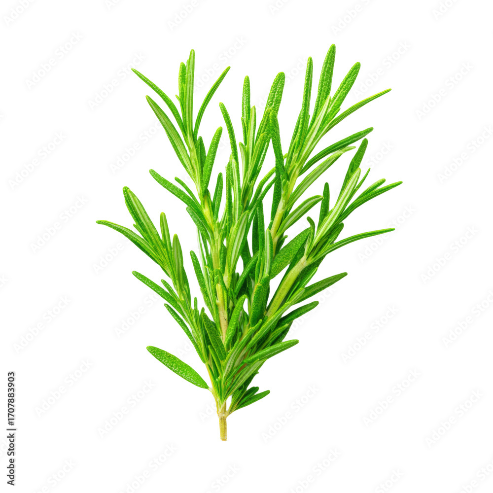 Fototapeta premium Fresh Rosemary Herb Sprig Macro Top View Isolated on White, PNG set Transparent backround