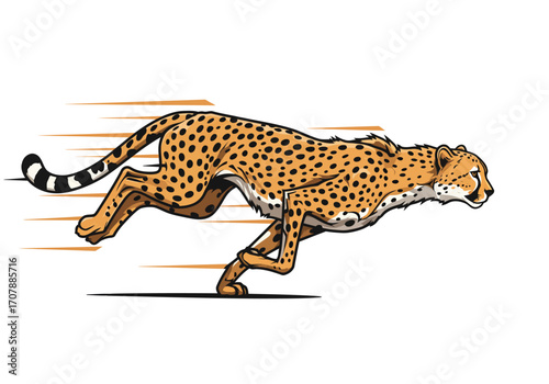 Fast running cheetah illustration on white background.