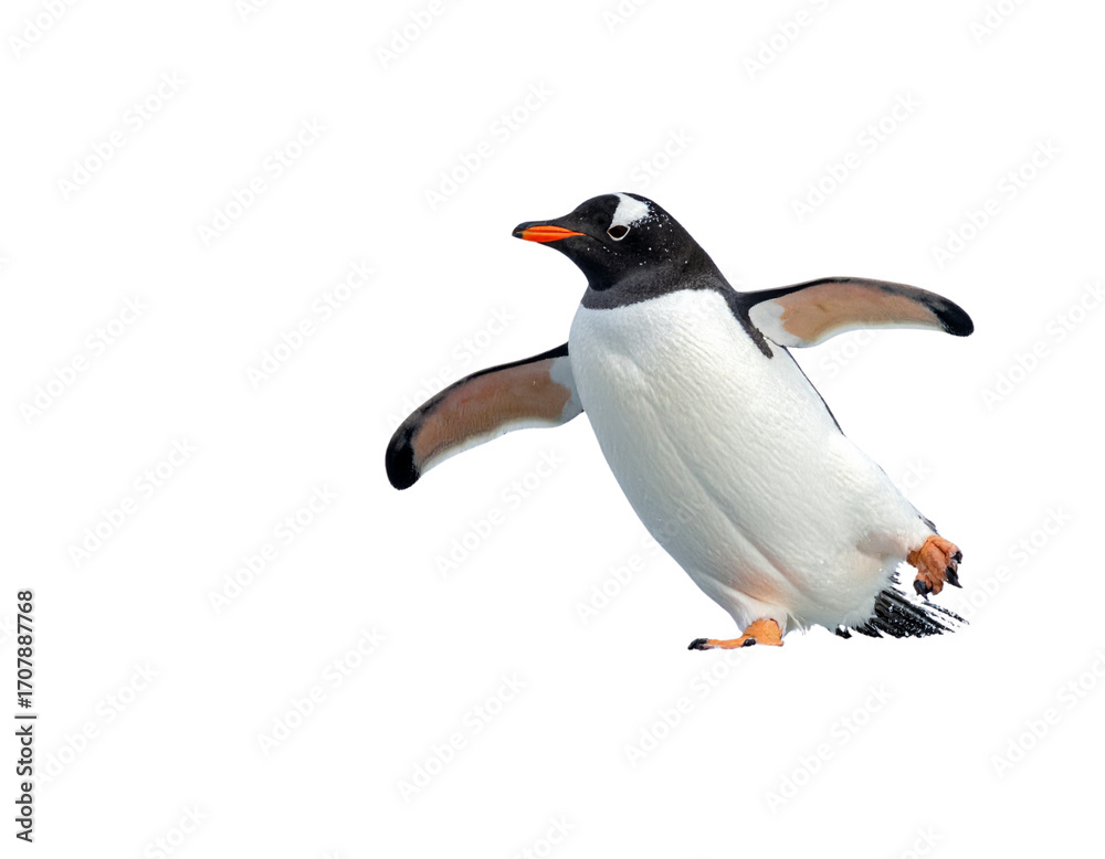 Naklejka premium Gentoo Penguin Sliding on Ice, Side Angle, isolated