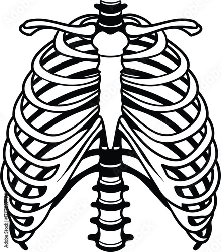 Vector art of anatomical illustration of the human rib cage and sternum