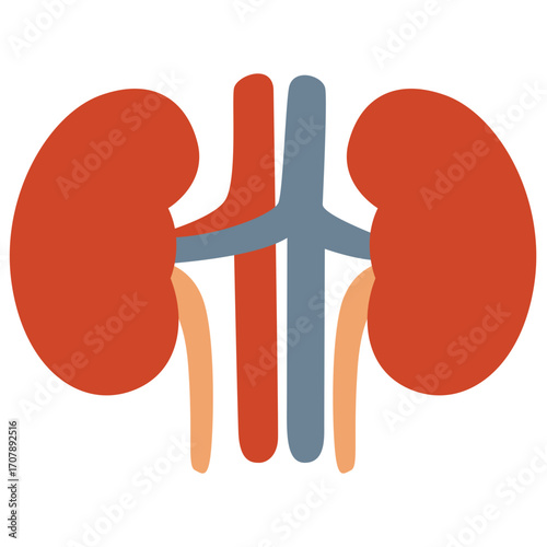 Front view of human kidneys with ureters, urinary system illustration ideal for medical or biology designs.

