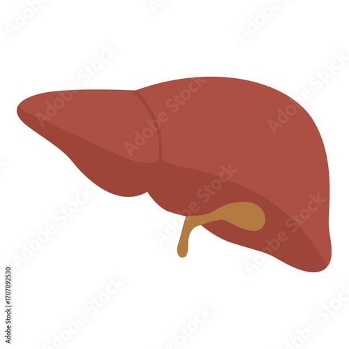 Brown liver with gallbladder, vital organ illustration perfect for medical or health education content.

