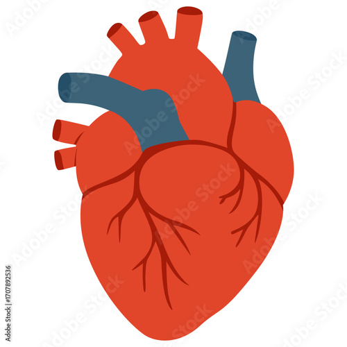 Red human heart with arteries and veins, circulatory organ illustration perfect for medical or health themes.