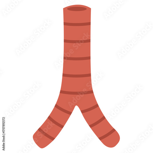 Red esophagus with tubular shape, digestive tract illustration perfect for medical or biology education.