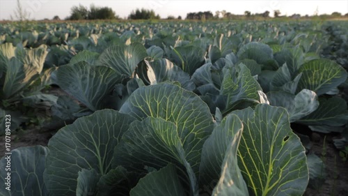 Lush green cabbage plants fill the field as the sun sets, creating a beautiful landscape rich in color and life