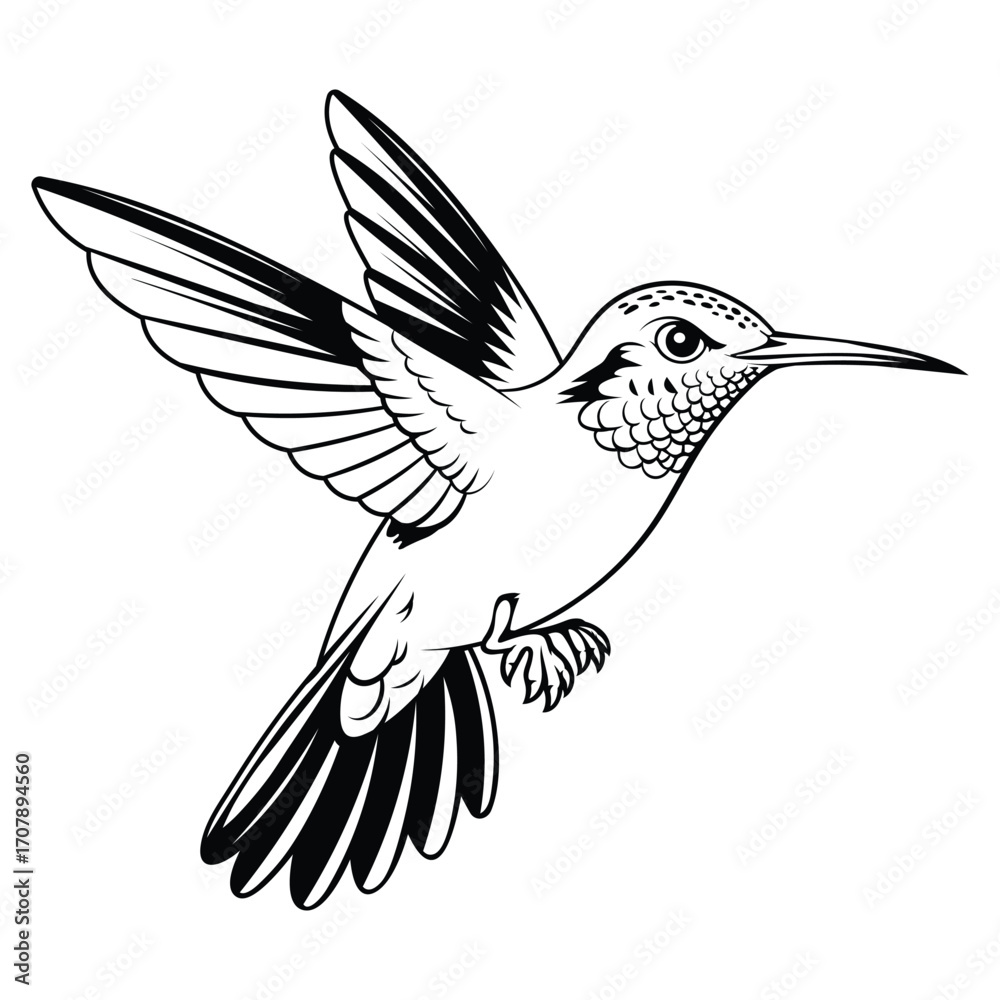 Obraz premium A detailed black and white hand-drawn illustration of a hummingbird in flight. The bird is shown with its wings spread, intricate feather details, and a long beak.