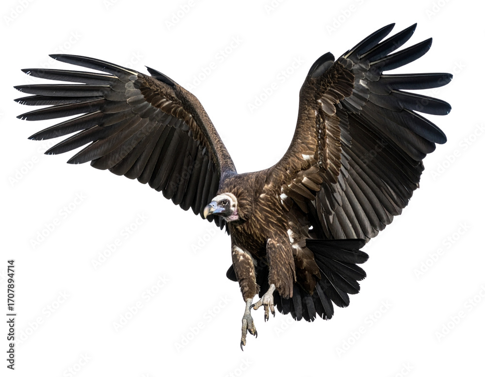 Obraz premium Vulture in Mid-Landing Pose, Wings Arched, Claws Extended, isolated