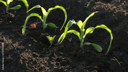 Young corn plants are emerging from the rich soil in a field, basking in warm sunlight under a clear, blue sky