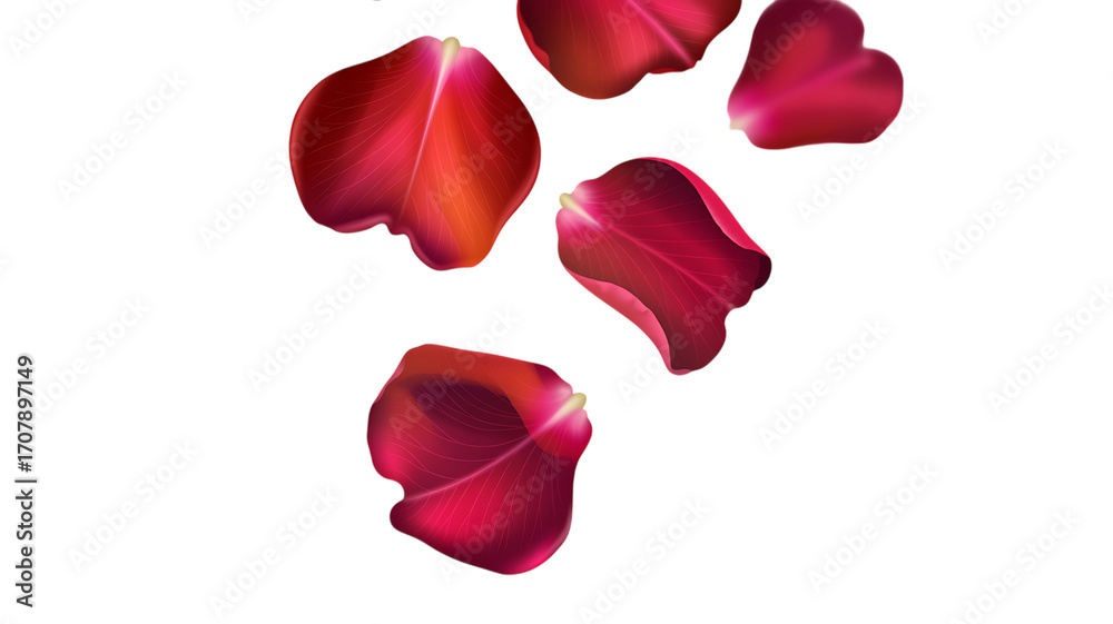 Fototapeta premium Red rose petals falling on white background, romantic floral elements for wedding design, elegant velvet flower petals isolated on white