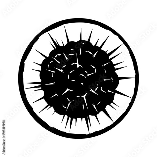 Sea urchin outline with transparent background