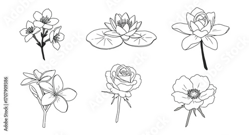 various floral sketches showing different types of flowers