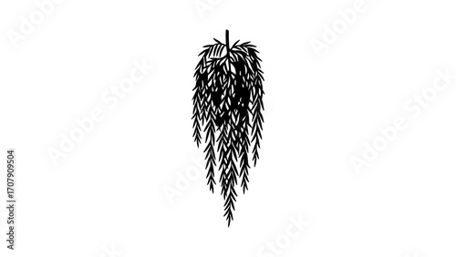 Weeping willow tree with transparent background