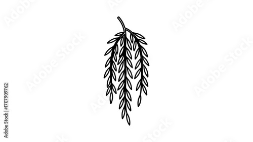 Willow branch with transparent background