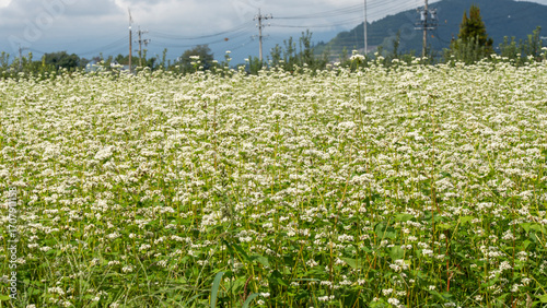 Soba Field with White Flowers in Japan