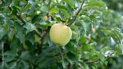 Green Apples with Lush Green Leaves