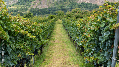 Vineyard and Winery Landscape in Nagano, Japan