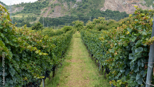 Vineyard and Winery Landscape in Nagano, Japan