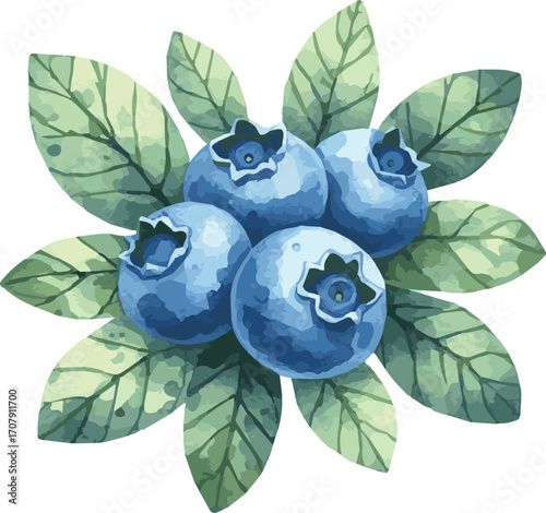 Vector watercolor painted illustration of a blueberry