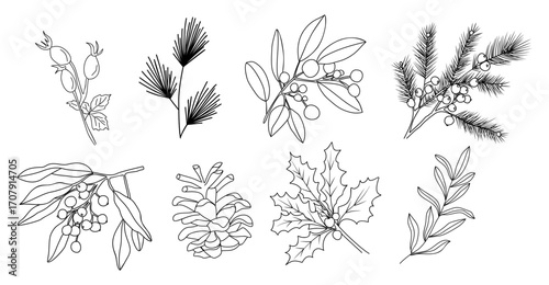 Hand drawn vector illustration of winter greenery, pine branches, holly, poinsettia, berries, and cones. Festive botanical elements for Christmas design, cards, and seasonal decorations.