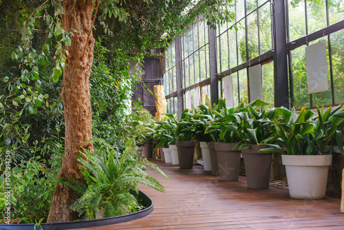 Large indoor greenhouse with wooden floor, tall tree and lush green plants in flowerpots. Bright daylight enters through the big glass windows. Interior inside greenhouse, orangery, winter garden