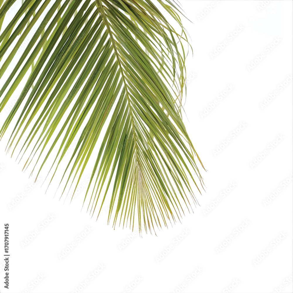 Fototapeta premium coconut tree leaf isolated on white background