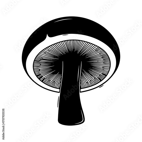 Mushroom underside with transparent background