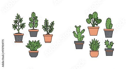 various potted cacti plants arranged neatly in rows