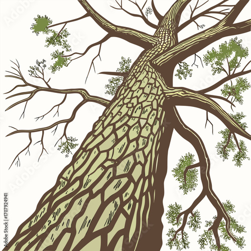 Looking Up the Mighty Tree Old Tree's Textured Bark and Branches Towering Perspective of a Giant Tree Intricate Woodcut-Style Tree from Below