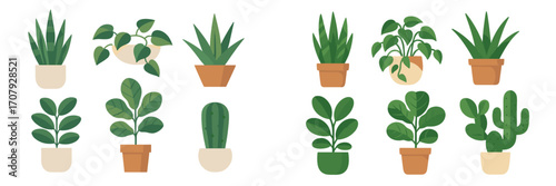 Diverse collection of popular potted houseplants, succulents, and cacti for indoor gardening and home decoration