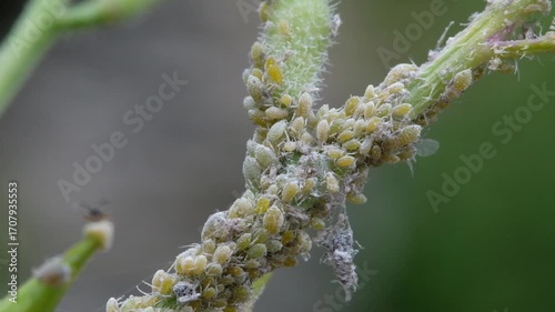 Aphids are small sap-sucking insects in the family Aphididae. Common names include greenfly and blackfly, although individuals within a species can vary widely in color.
