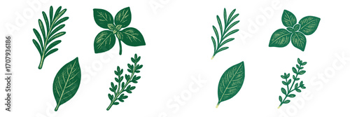 Collection of fresh aromatic culinary herbs including rosemary, basil, bay leaf, and thyme on white background