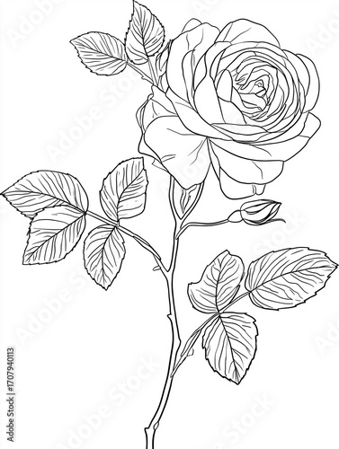 Detailed line art rose flower with leaves illustration