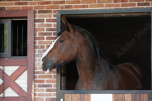 Bay draft horse with braids in mane looking out of the stable box