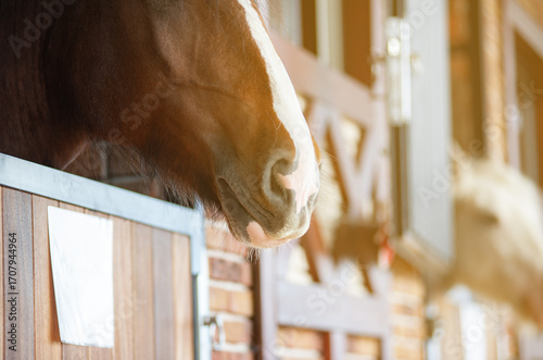 Horse muzzle looking out of the stable box