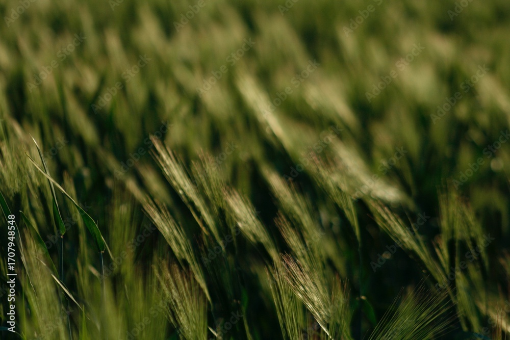 Fototapeta premium Macro Photography, Artistic Shots, Plants, Wind