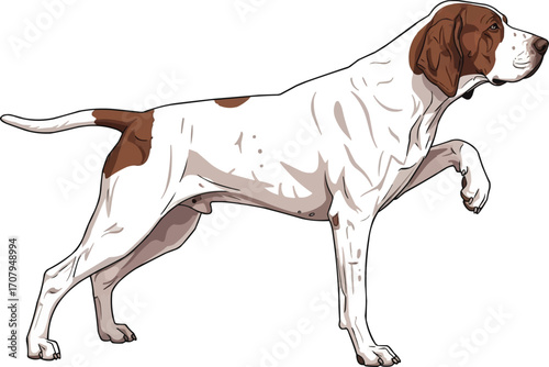 Braque Saint Germain dog pointing stance vector illustration