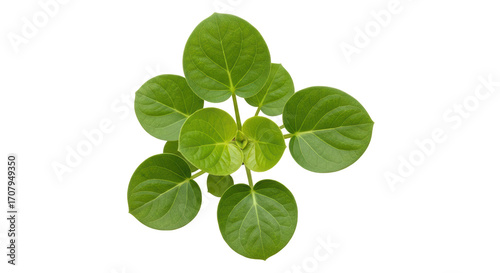 Isolated young betel plant with rounded leaves, growing in tropical garden location
