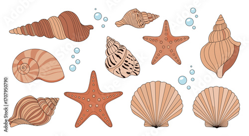 Collection of Seashells and Starfish with Bubbles.