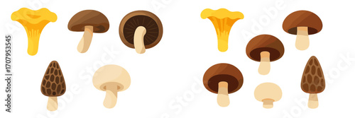 Diverse collection of edible fungi featuring chanterelle, shiitake, button, and morel mushroom varieties