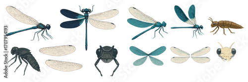 Comprehensive Collection of Dragonfly and Damselfly Life Cycle Stages and Detailed Anatomical Elements