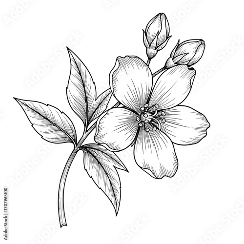 Detailed jasmine flower illustration