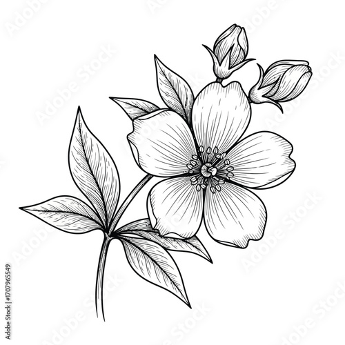 Hand drawn jasmine flower with detailed lines