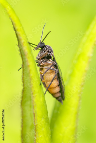 Tiny sciaridae diptera standing between two leaves with blurred green background
