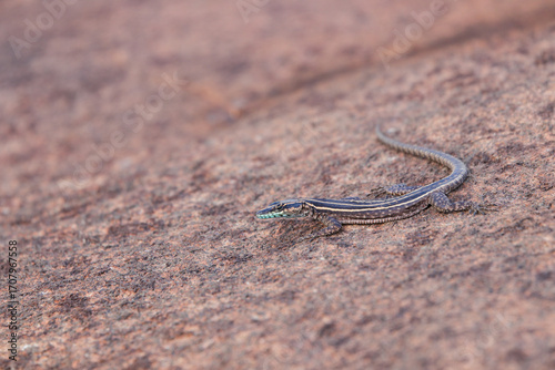 Wilhelm's Flat Lizard On Granite Rock (Platysaurus intermedius wilhelmi)