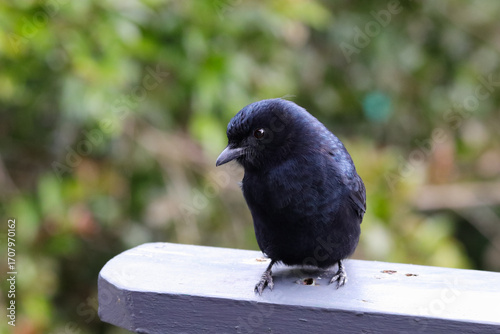 Fork-tailed Drongo Bird Looking (Dicrurus adsimilis)