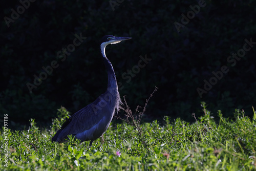 Black-headed Heron Wading Through Foliage (Ardea melanocephala)