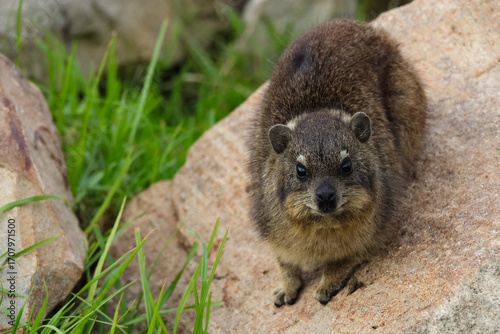Rock Hyrax On Rock Looking (Procavia capensis)