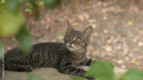 Wallpaper Mural Curious tabby cat looks up through green leaves while resting outdoors. Video reflects wildlife instincts, alertness, and the beauty of pets in harmony with nature. Close-up of cat with bright eyes Torontodigital.ca