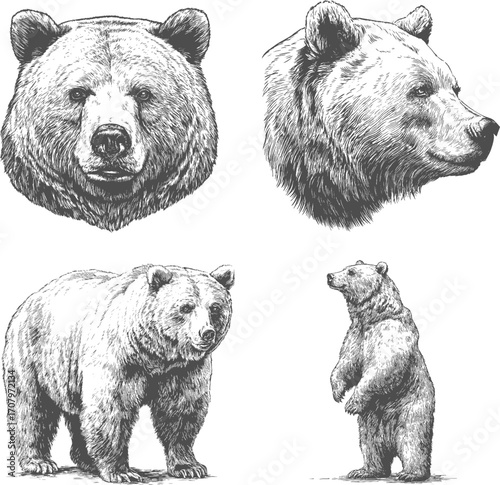 Set illustrations of bear isolated on transparent background